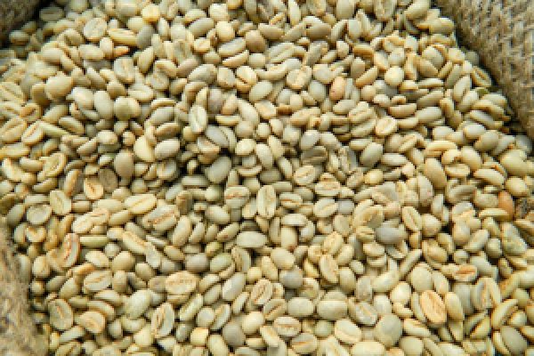 harrar-coffee-beans-in-a-bag-300×200 harrar-coffee-beans-in-a-bag-300x200